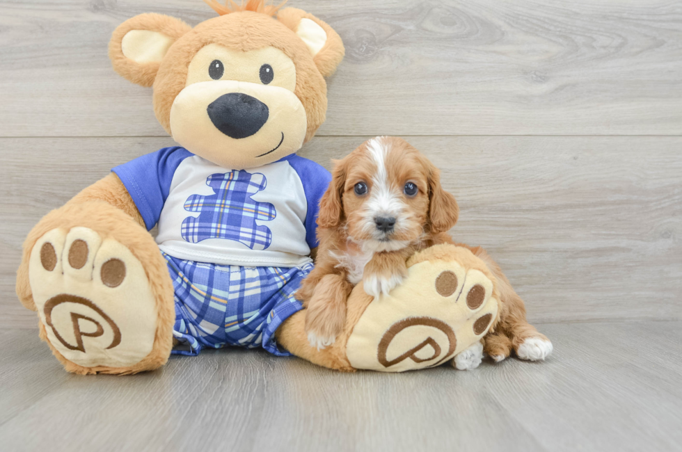 5 week old Cavapoo Puppy For Sale - Seaside Pups