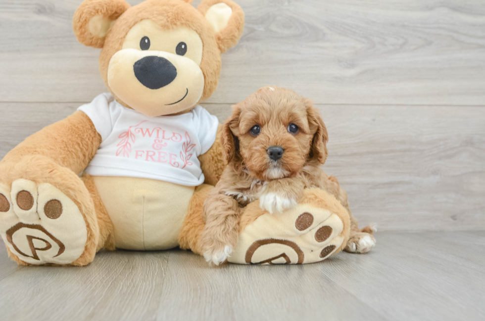 7 week old Cavapoo Puppy For Sale - Seaside Pups