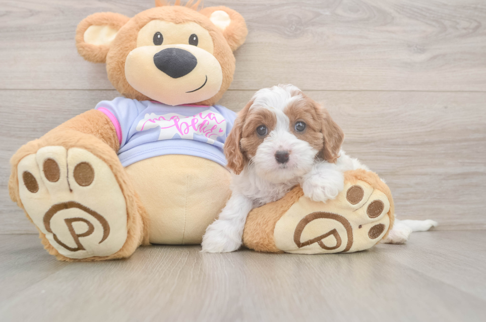 6 week old Cavapoo Puppy For Sale - Seaside Pups