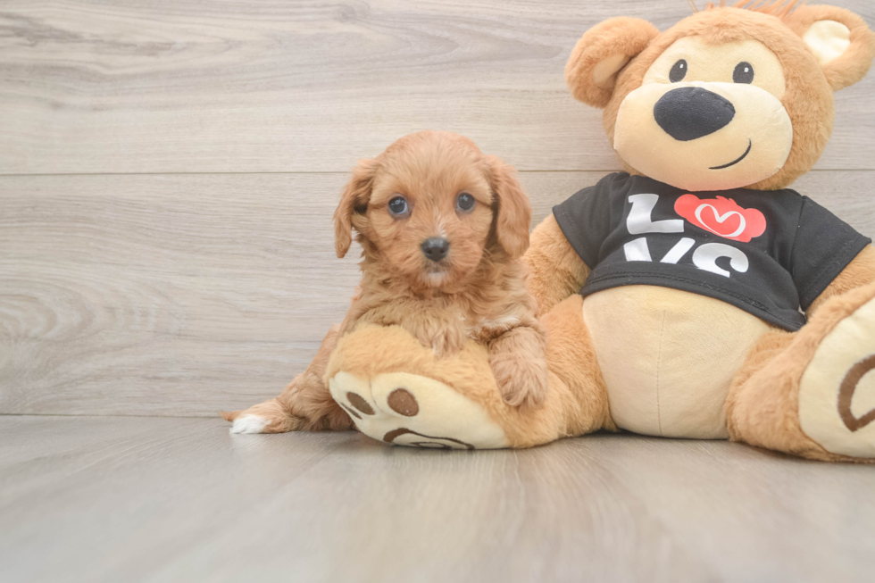 Best Cavapoo Baby