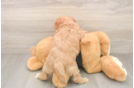 Small Cavapoo Baby