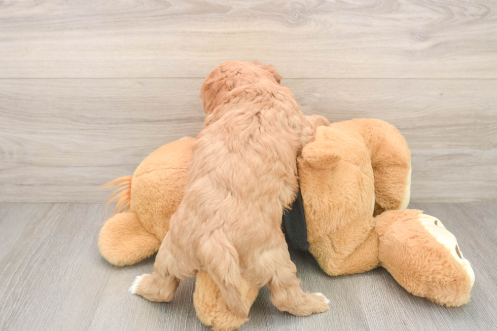 Small Cavapoo Baby