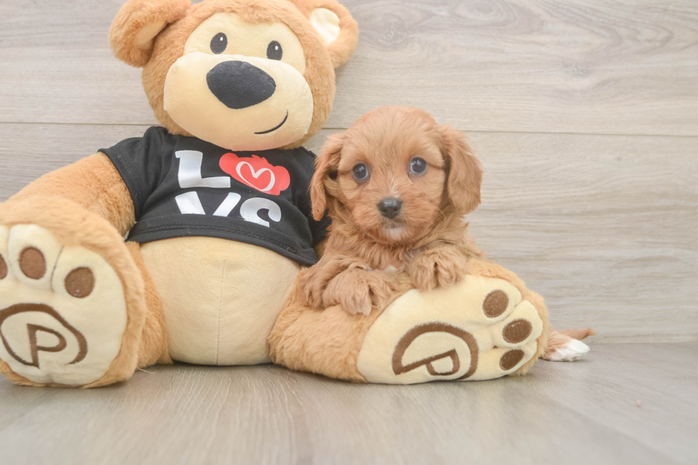 Sweet Cavapoo Baby