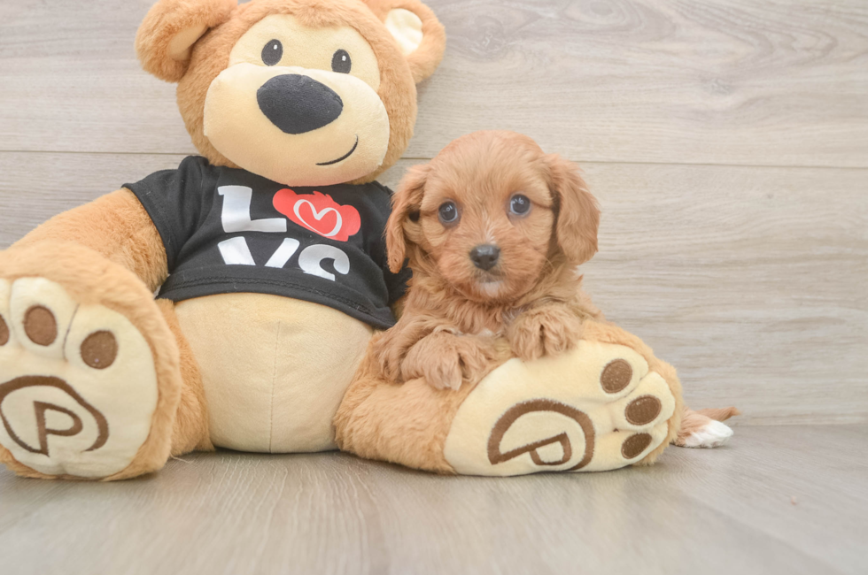 5 week old Cavapoo Puppy For Sale - Seaside Pups