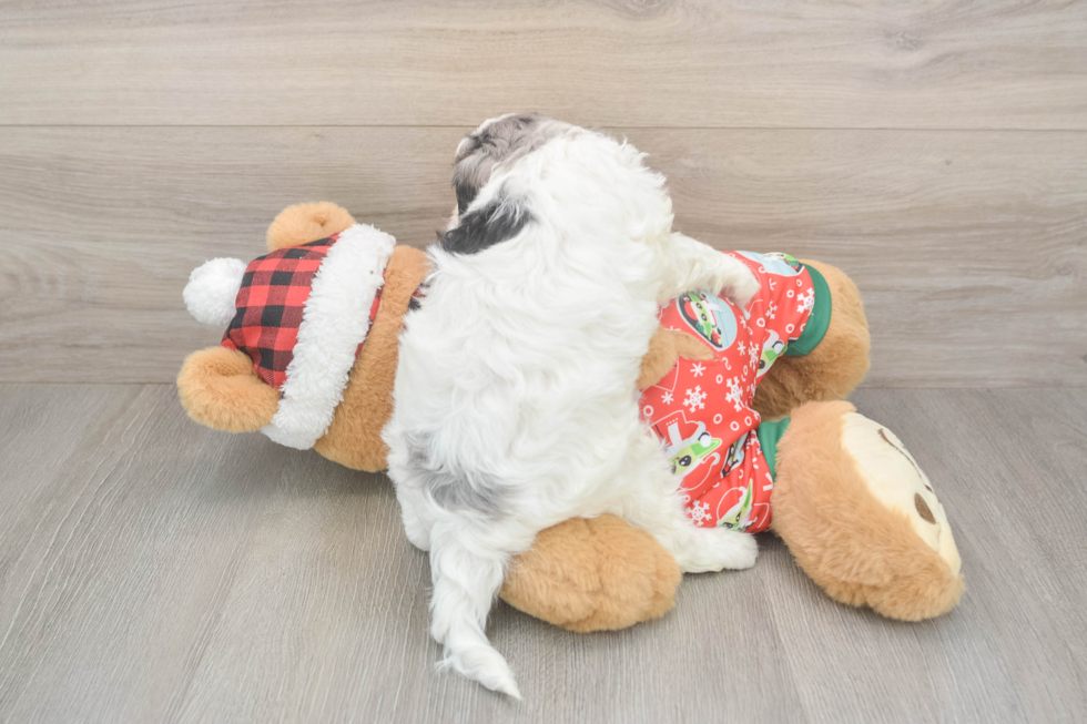 Fluffy Cavapoo Poodle Mix Pup