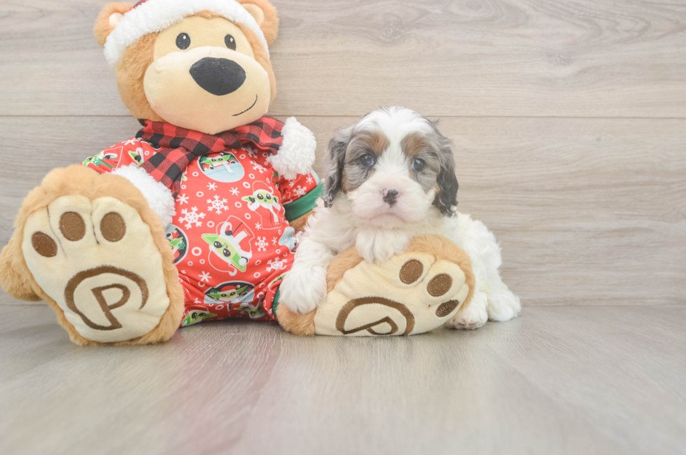 5 week old Cavapoo Puppy For Sale - Seaside Pups