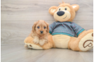 Small Cavapoo Baby