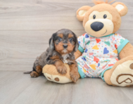 9 week old Cavapoo Puppy For Sale - Seaside Pups