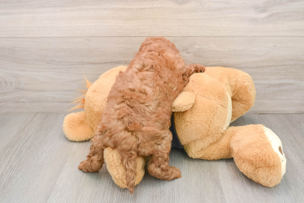 Hypoallergenic Cavadoodle Poodle Mix Puppy