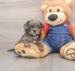7 week old Cavapoo Puppy For Sale - Seaside Pups