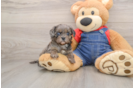 Energetic Cavoodle Poodle Mix Puppy