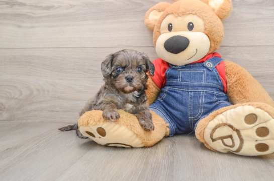 Energetic Cavoodle Poodle Mix Puppy