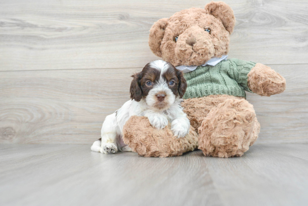 Small Cavapoo Baby