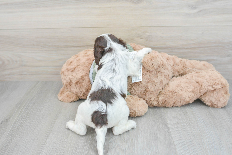 Popular Cavapoo Poodle Mix Pup