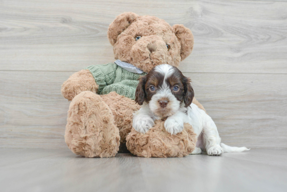Cavapoo Puppy for Adoption