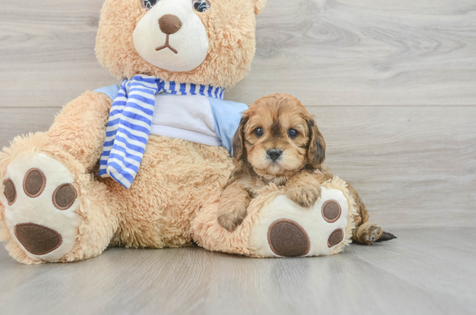 7 week old Cavapoo Puppy For Sale - Seaside Pups