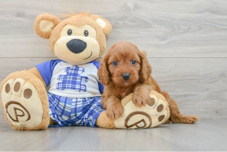 Energetic Cavoodle Poodle Mix Puppy