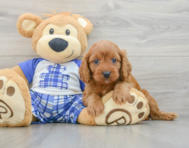 8 week old Cavapoo Puppy For Sale - Seaside Pups