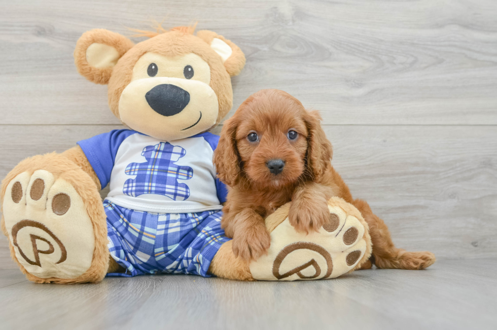 5 week old Cavapoo Puppy For Sale - Seaside Pups