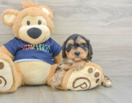 8 week old Cavapoo Puppy For Sale - Seaside Pups