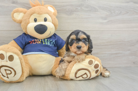 Best Cavapoo Baby