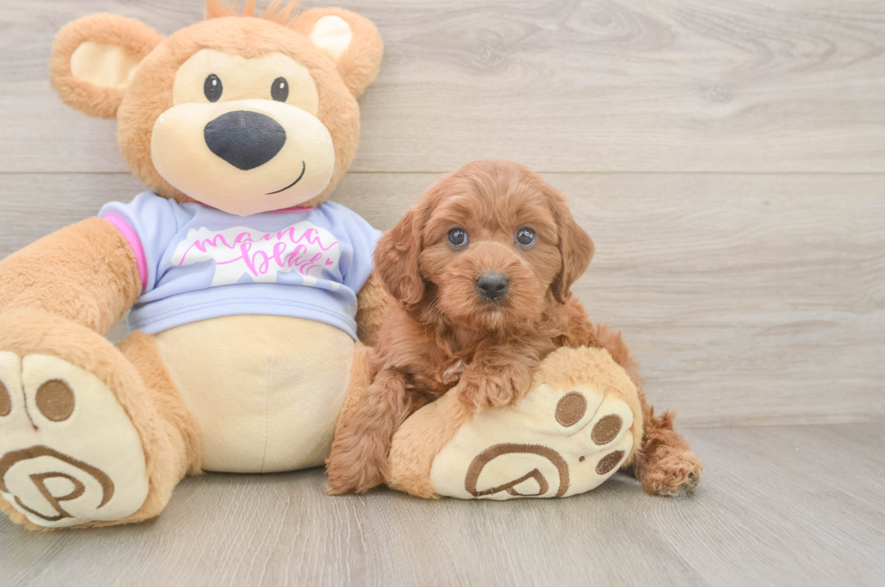 6 week old Cavapoo Puppy For Sale - Seaside Pups