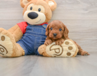 8 week old Cavapoo Puppy For Sale - Seaside Pups