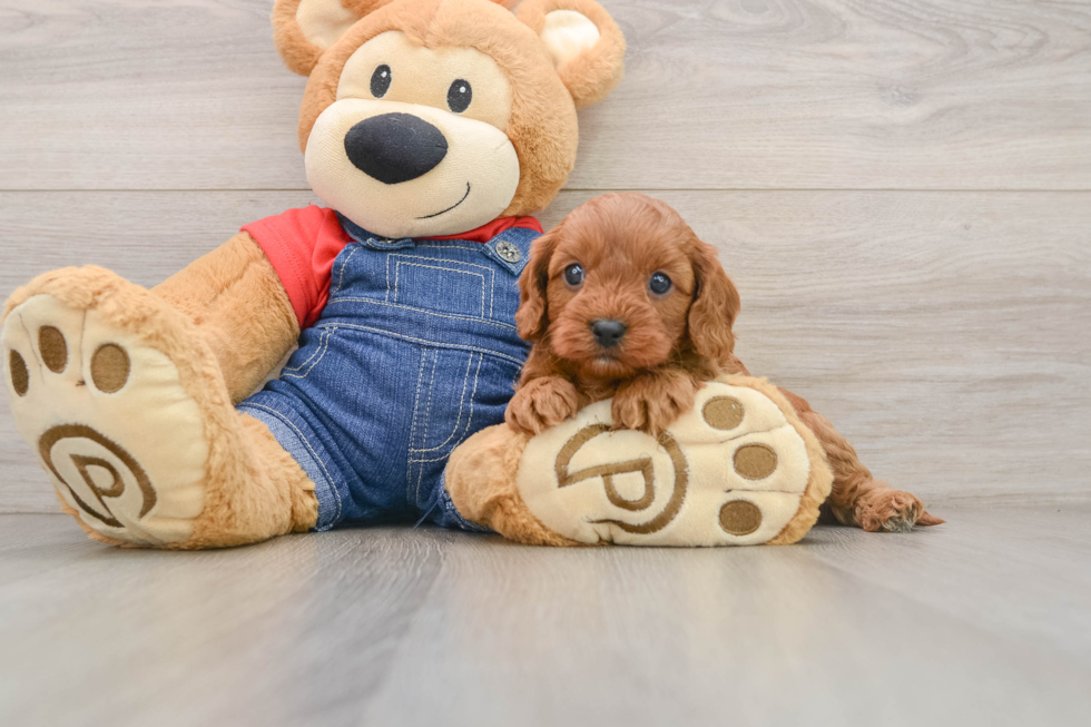Cavapoo Puppy for Adoption