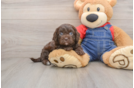 Best Cavapoo Baby