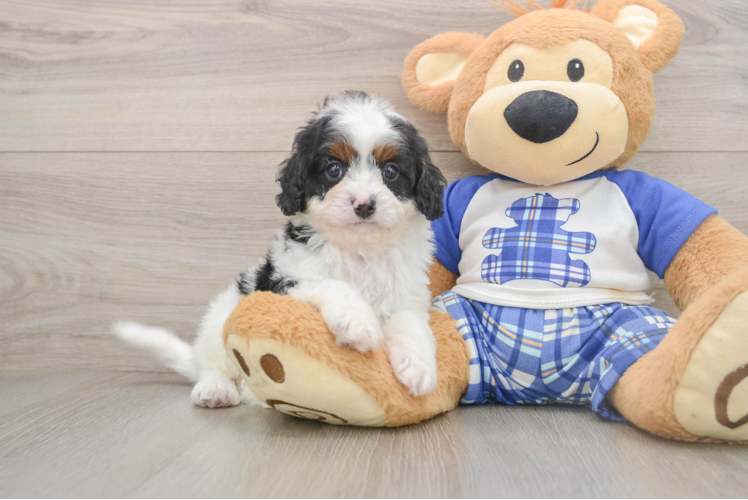 Smart Cavapoo Poodle Mix Pup