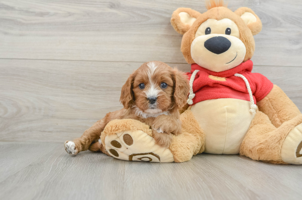 5 week old Cavapoo Puppy For Sale - Seaside Pups