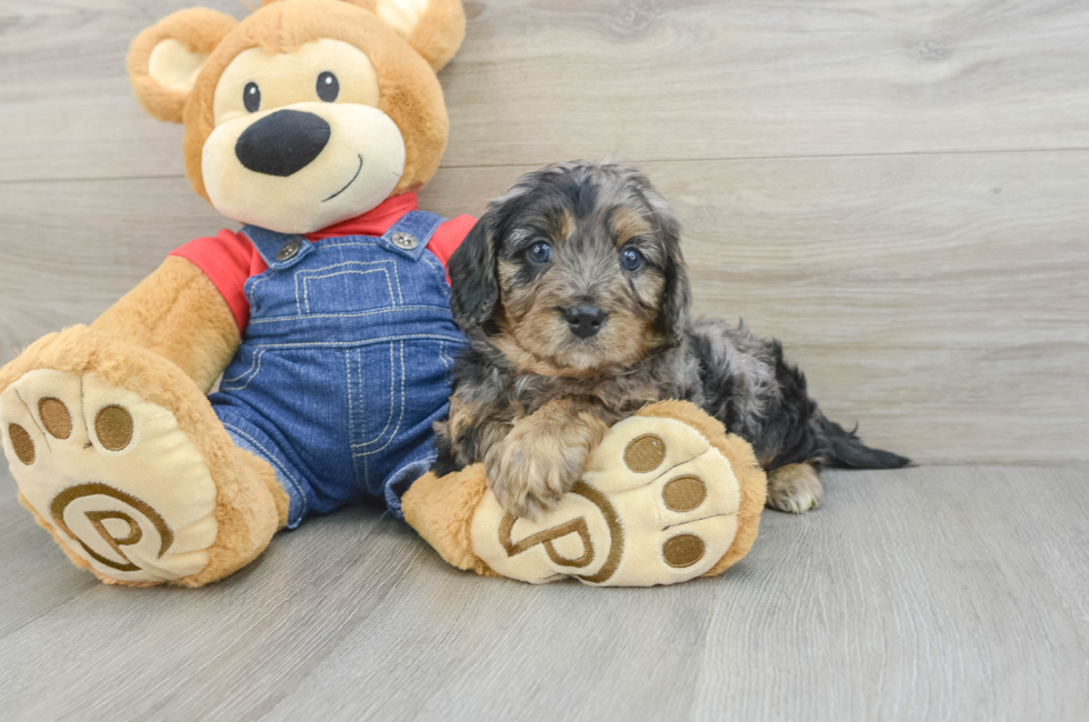 6 week old Cavapoo Puppy For Sale - Seaside Pups