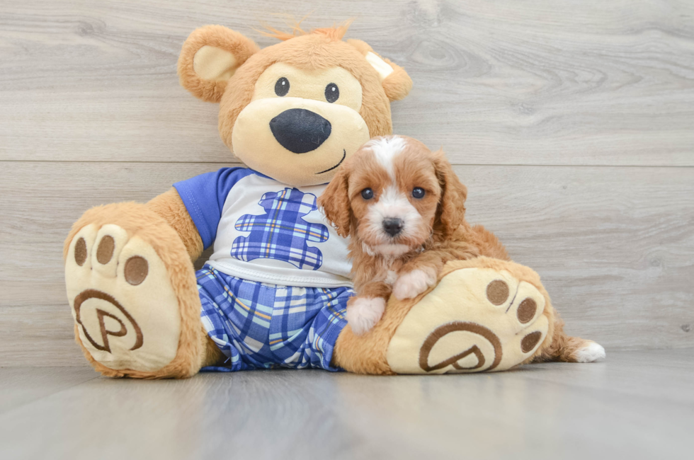 5 week old Cavapoo Puppy For Sale - Seaside Pups
