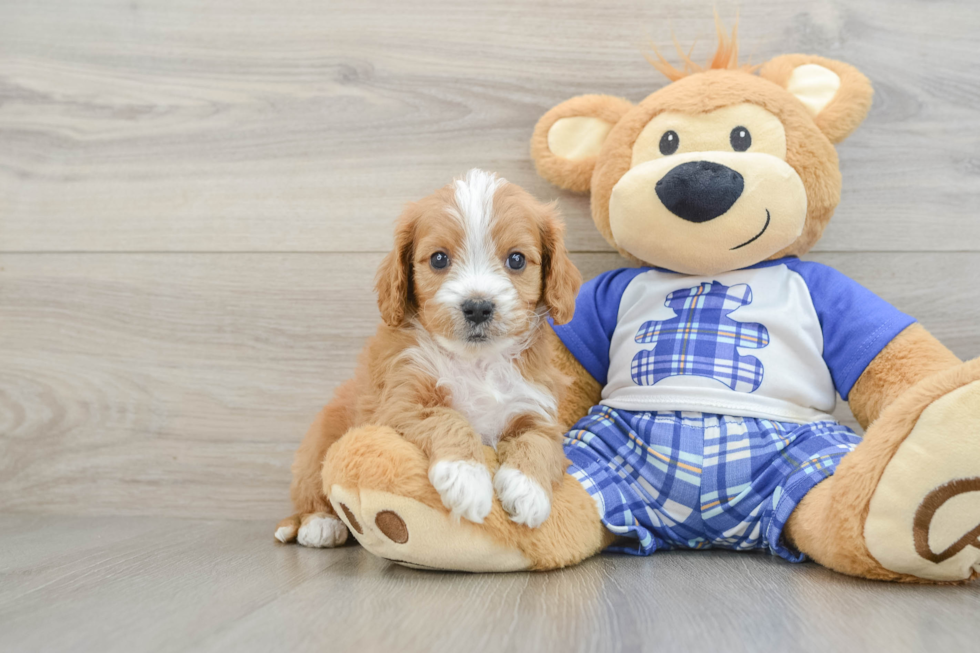 Hypoallergenic Cavadoodle Poodle Mix Puppy