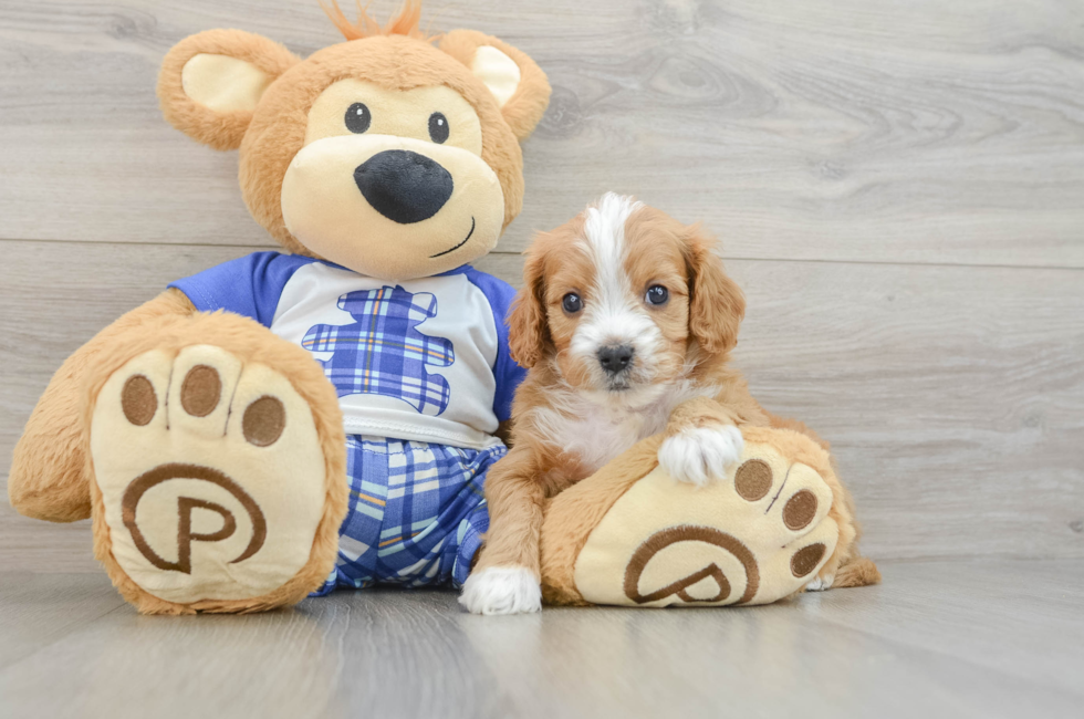 5 week old Cavapoo Puppy For Sale - Seaside Pups