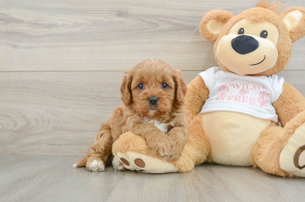 7 week old Cavapoo Puppy For Sale - Seaside Pups