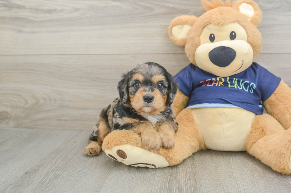 5 week old Cavapoo Puppy For Sale - Seaside Pups