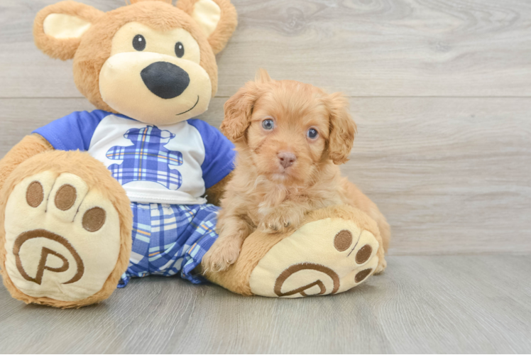 Playful Cavapoodle Poodle Mix Puppy