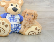 8 week old Cavapoo Puppy For Sale - Seaside Pups
