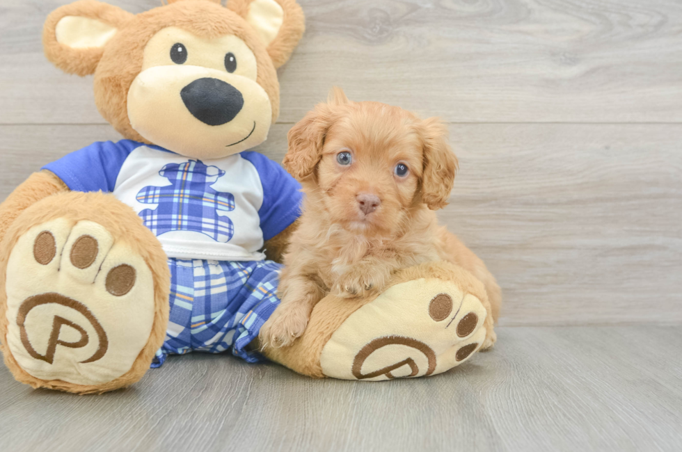 5 week old Cavapoo Puppy For Sale - Seaside Pups