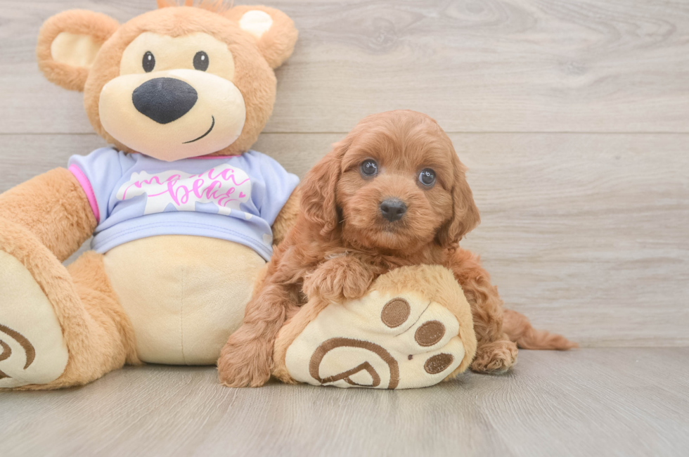 6 week old Cavapoo Puppy For Sale - Seaside Pups