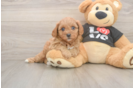 Small Cavapoo Baby