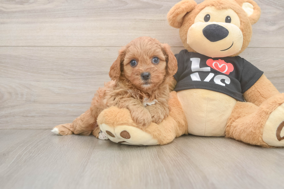 Small Cavapoo Baby