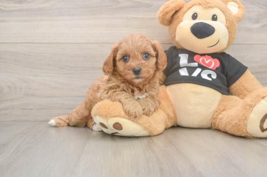 Small Cavapoo Baby