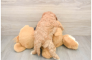 Cavapoo Pup Being Cute