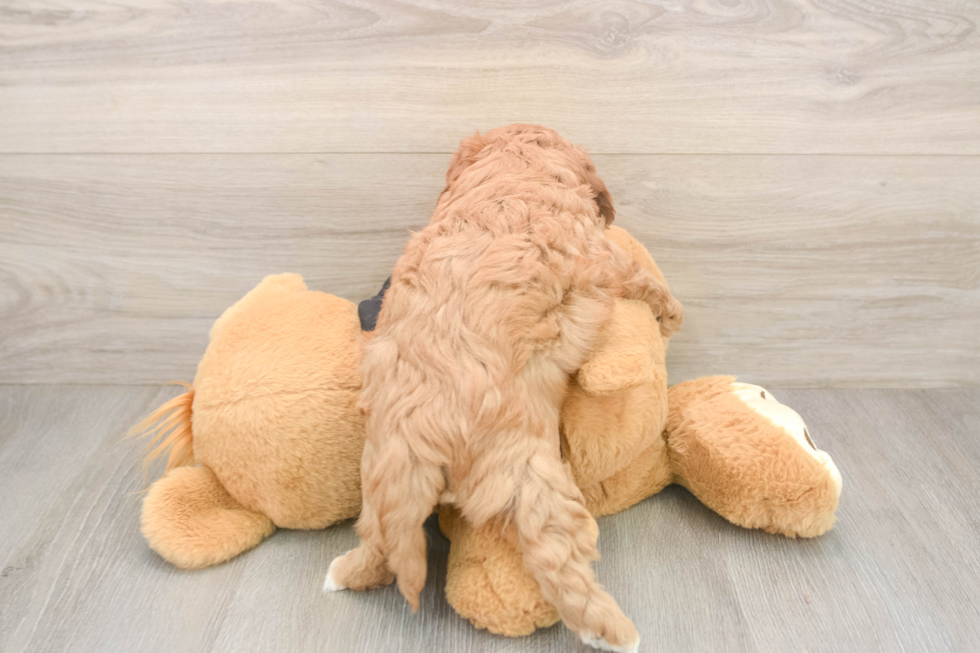 Cavapoo Pup Being Cute