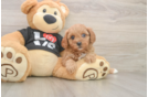 Cavapoo Puppy for Adoption
