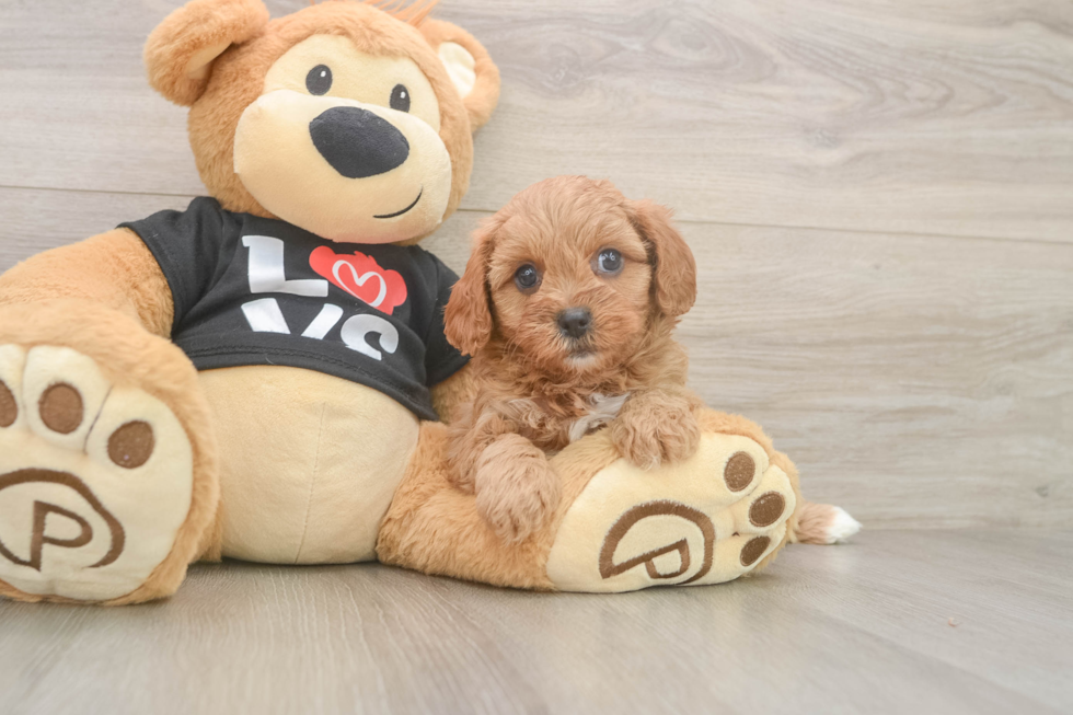 Cavapoo Puppy for Adoption