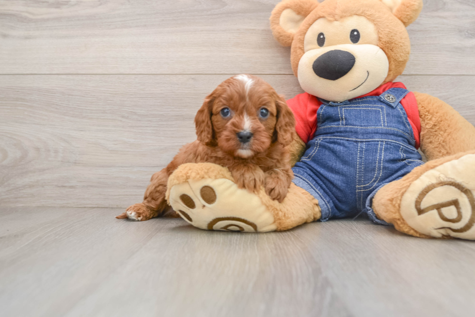 Friendly Cavapoo Baby