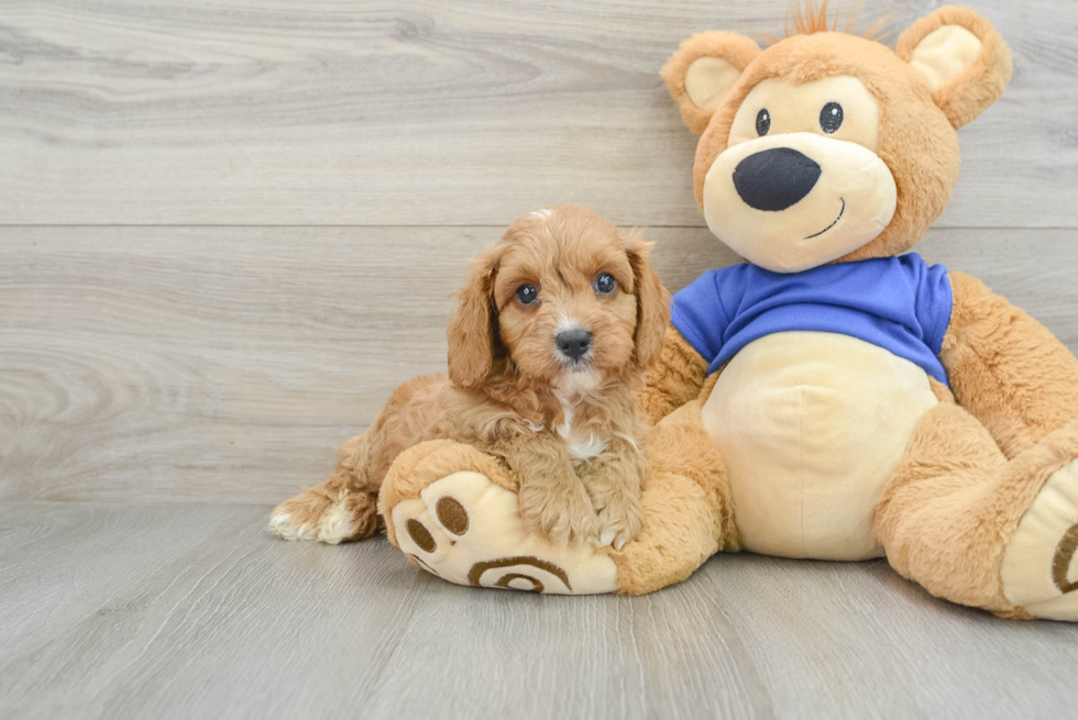 Cavapoo Pup Being Cute